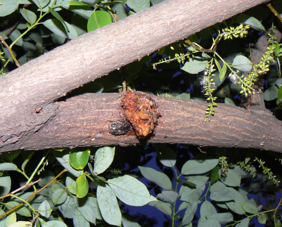やなぎの枝先のシラホシハナムグリ_2021年5月13日18時50分頃 気温17度